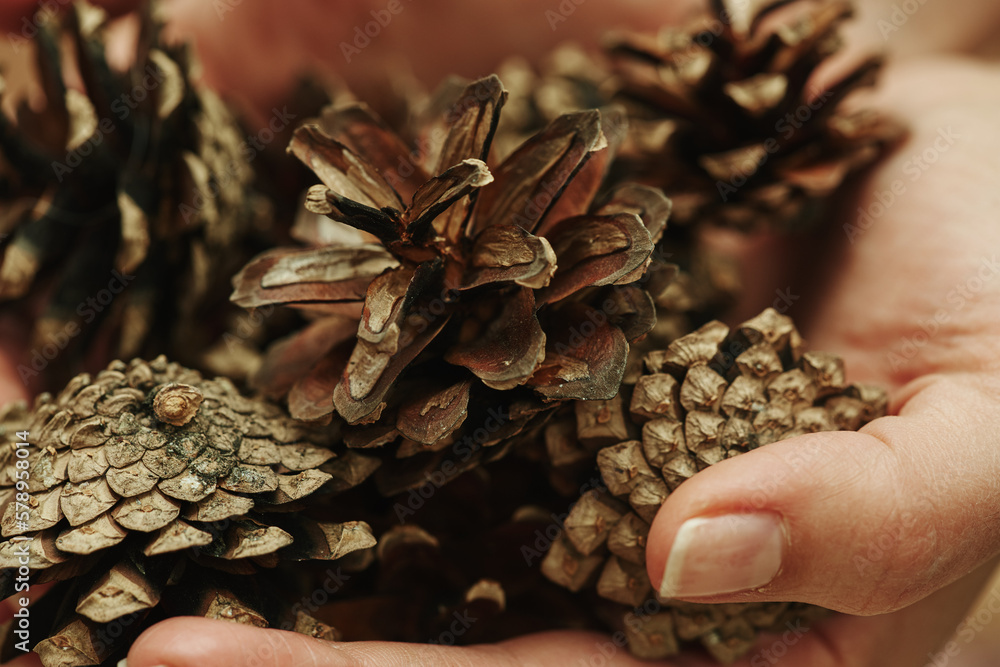 © Cavan Images - Beautiful pine cones lie in the palms.