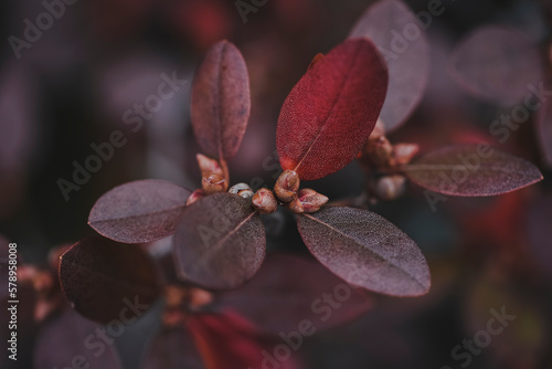 Close up of rhododendron leaves