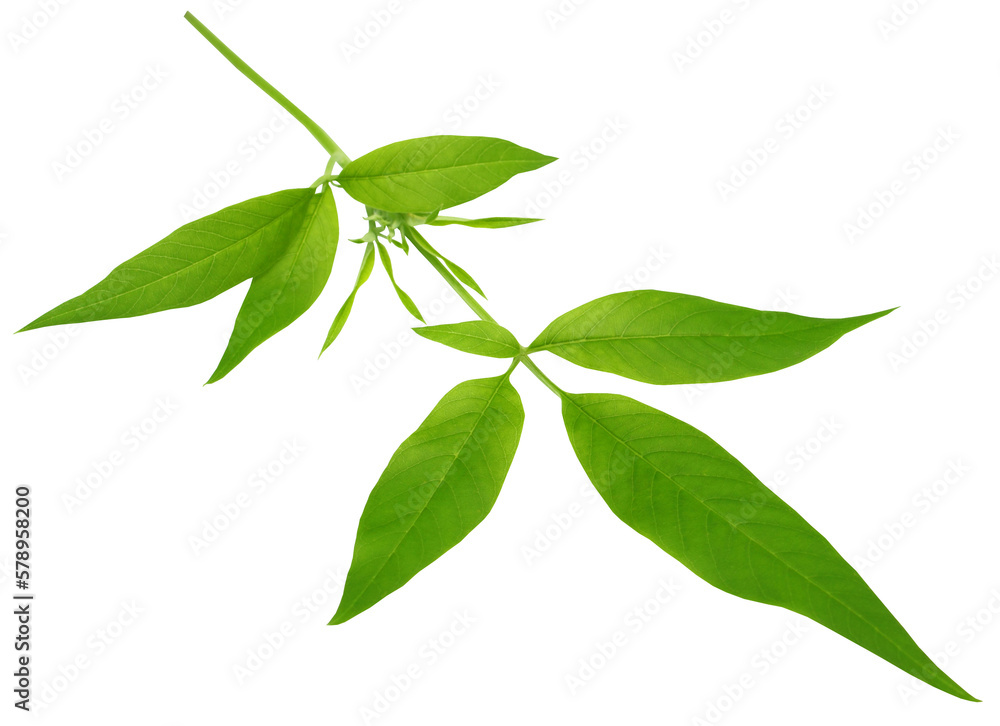 Medicinal Nishinda leaves Medicinal Nishinda leaves