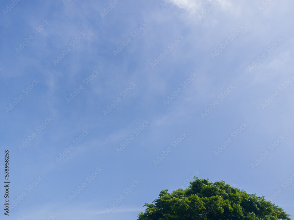 green shoots against a clear sky with a few clouds in the background green shoots against a clear sky with a few clouds in the background