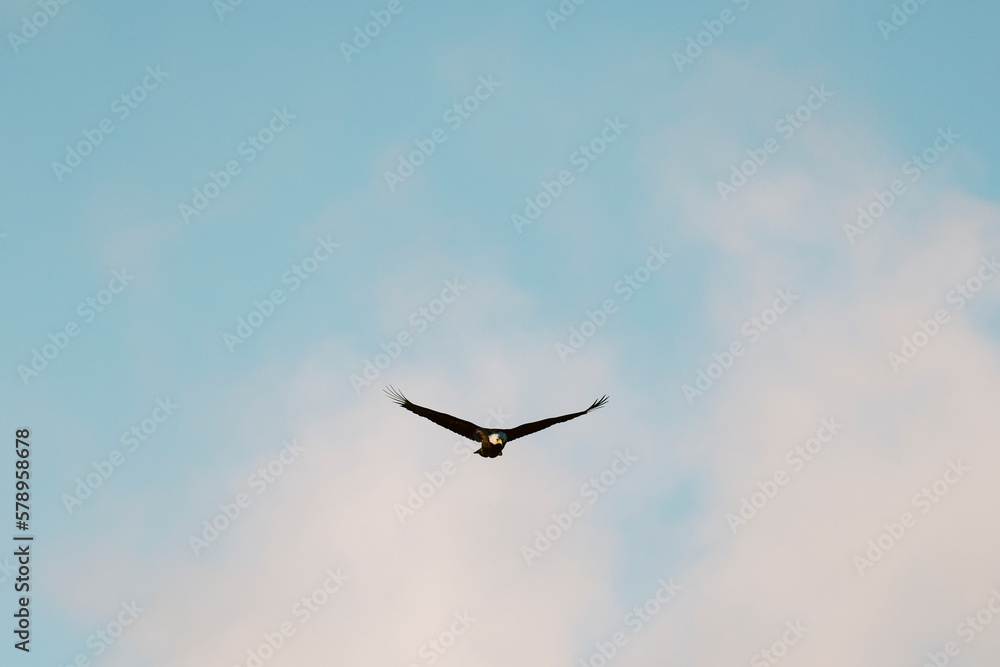 A bald eagle flies in front of clouds and a blue sky at sunset A bald eagle flies in front of clouds and a blue sky at sunset