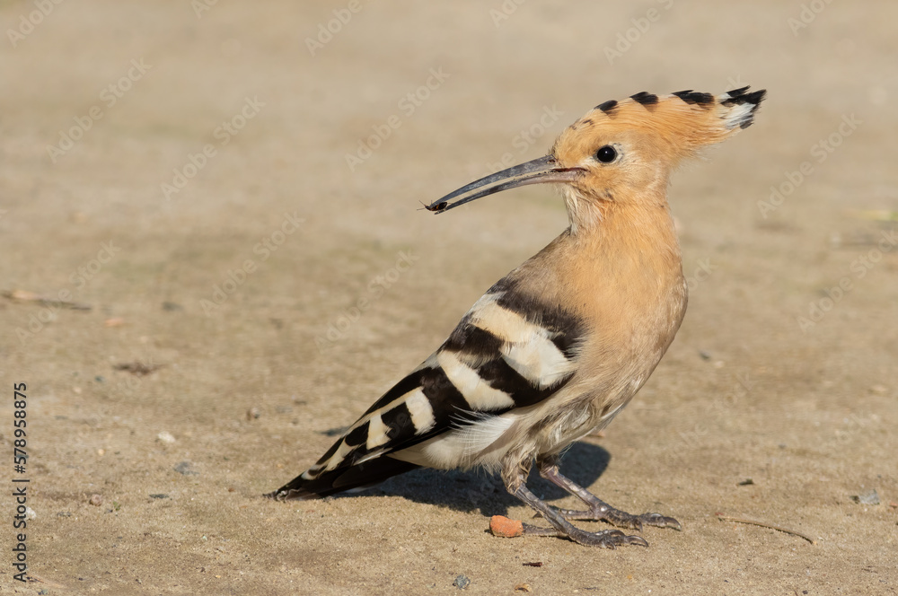 Eurasian hoopoe, Upupa epops. A bird stands on a sandy riverbank and holds a prey in its beak Eurasian hoopoe, Upupa epops. A bird stands on a sandy riverbank and holds a prey in its beak