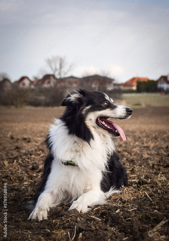 Border collie is lying on the field. He is so crazy dog on trip.