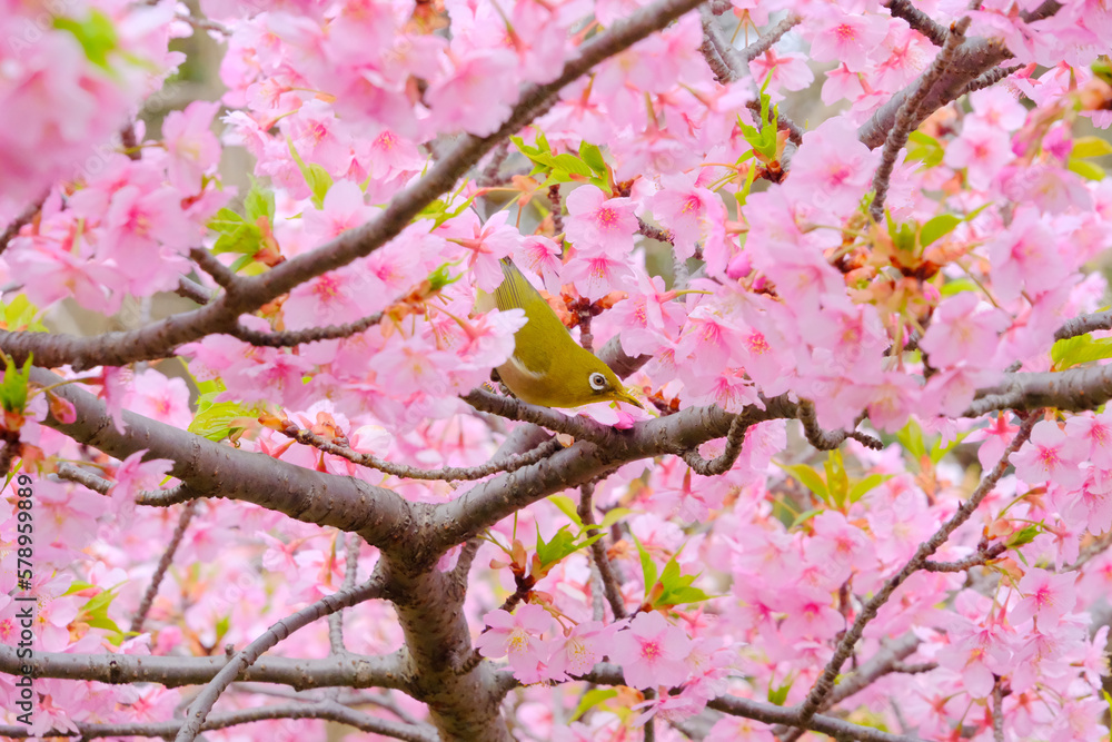ピンク色の桜の花と野鳥のメジロ ピンク色の桜の花と野鳥のメジロ