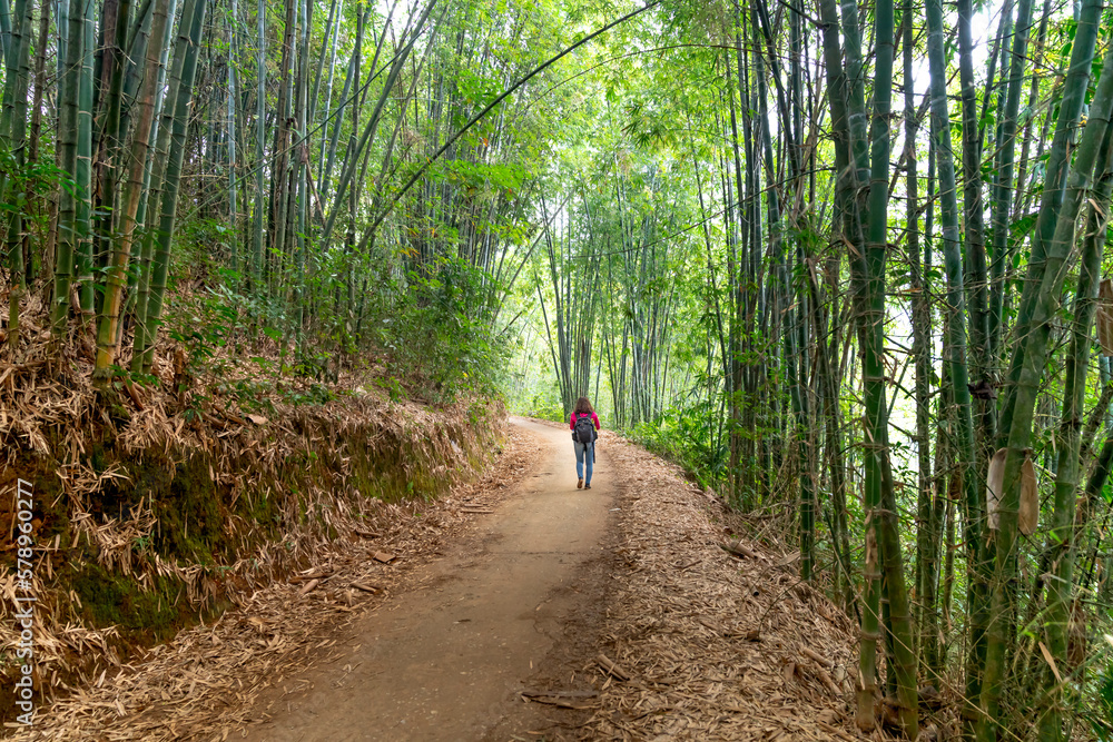 Fototapeta premium A scenic of the walkway through green bamboo trees in the fresh air. Amazing bamboo forest