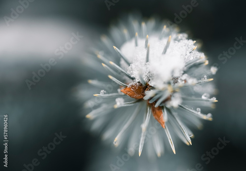 Close up of evergreen needles and pinecone buds on snow covered branch photo
