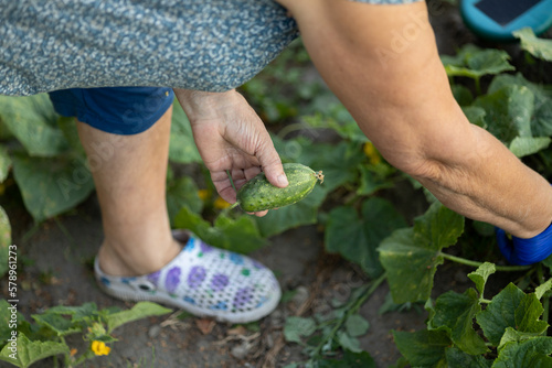 old woman works in the garden, holds cucumber in her hand, authentic harvest