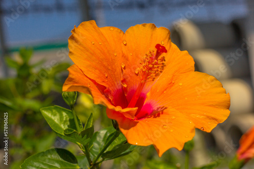 orange flower with water drops photo