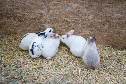 Rabbits are feeding in the farm. Rabbit is the economic animal, livestock that usable meat and wool. Rabbit with open mouth is yawning. easter bunny. photo