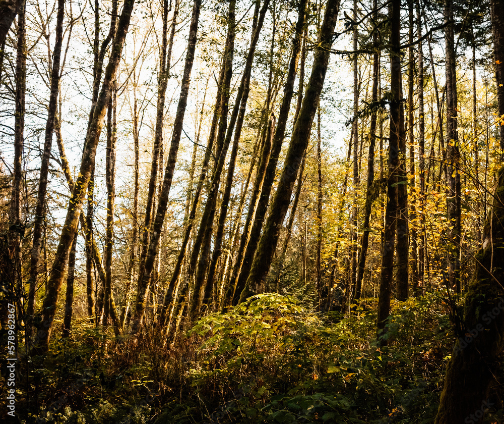 A group of young alder trees stand at the edge of a forest. A group of young alder trees stand at the edge of a forest.