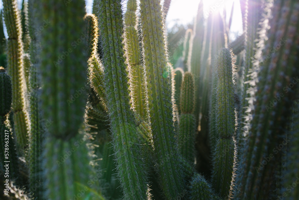 Backlit image of a cactus forest Backlit image of a cactus forest