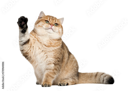 Canvas-taulu Cat Transparent Background Png