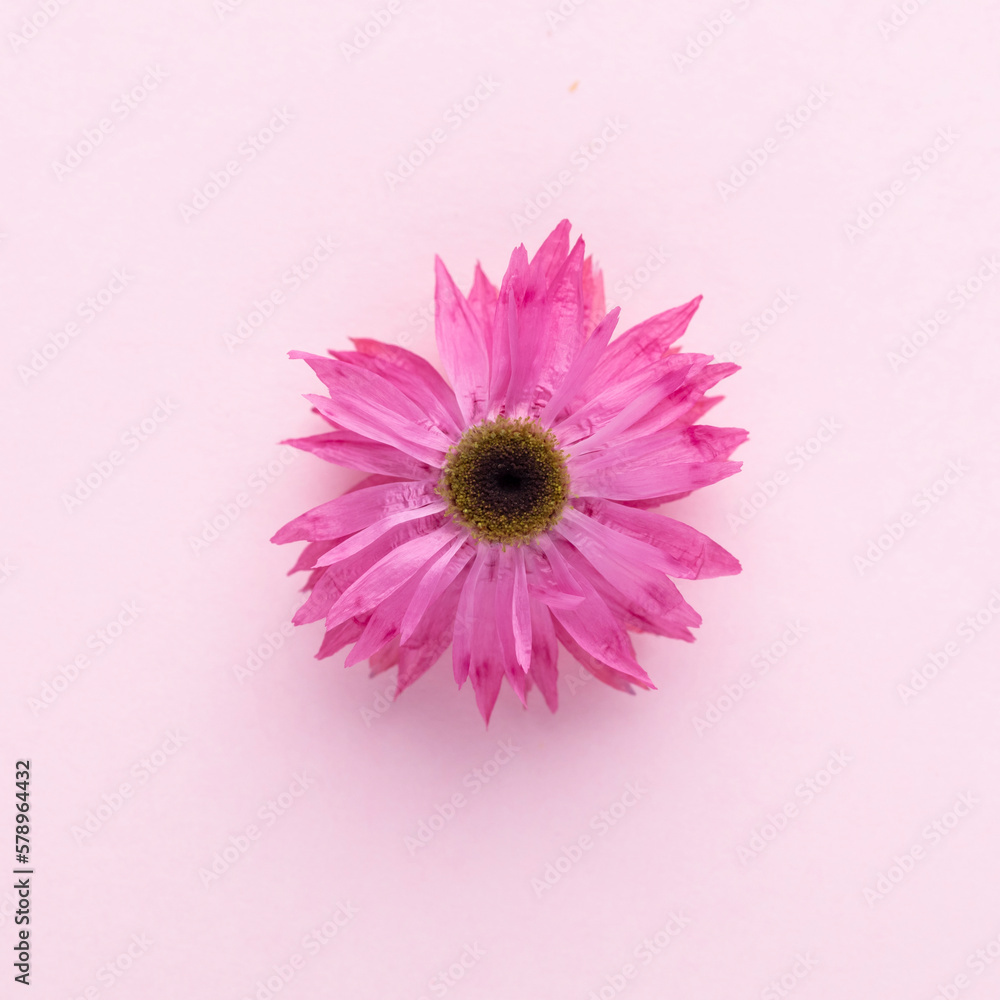 Flowers isolated, on white background, Design element.
