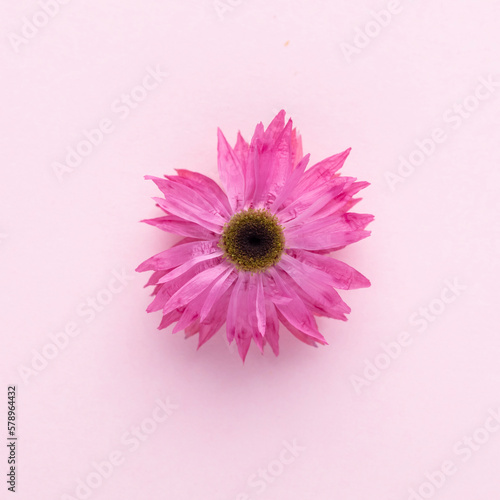 Flowers isolated, on white background, Design element.