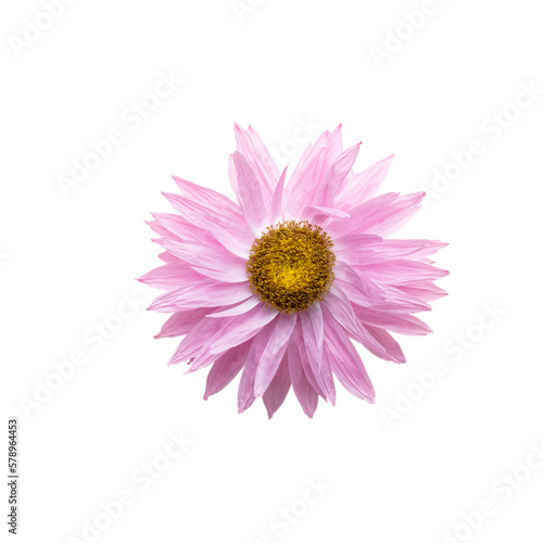 Flowers isolated  on white background  Design element.