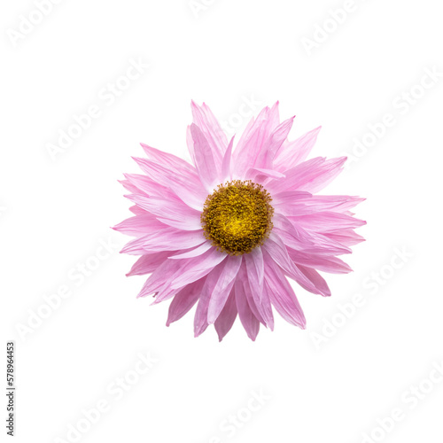 Flowers isolated, on white background, Design element.
