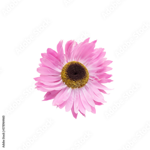 Flowers isolated, png format. Design element