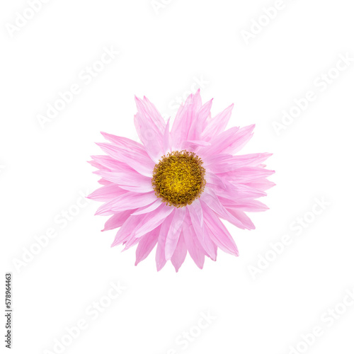 Flowers isolated, on white background, Design element.