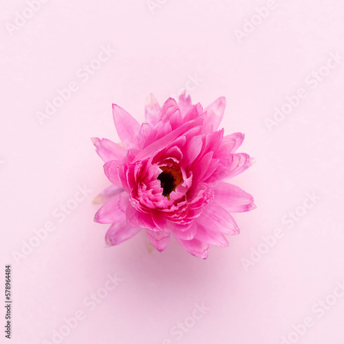 Flowers isolated, on white background, Design element.
