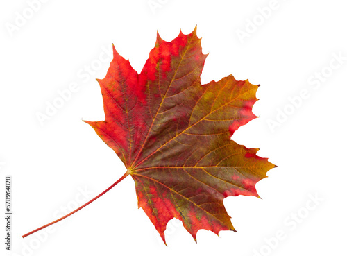 Autumn maple leaf bright on white background.