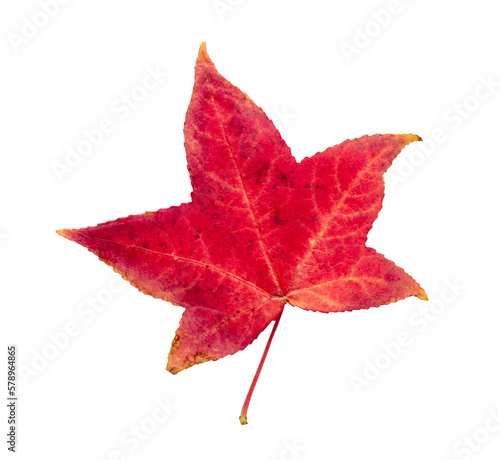Autumn maple leaf bright on white background.