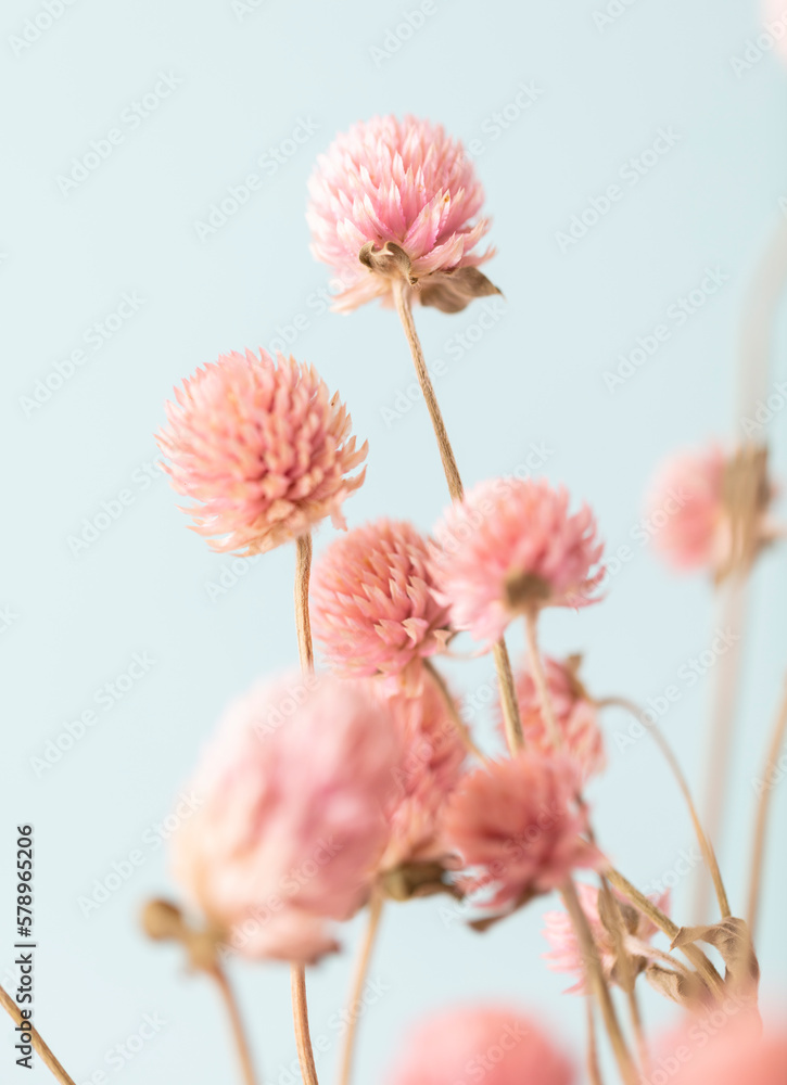 Dried Gomphren flowers still life macro photo.