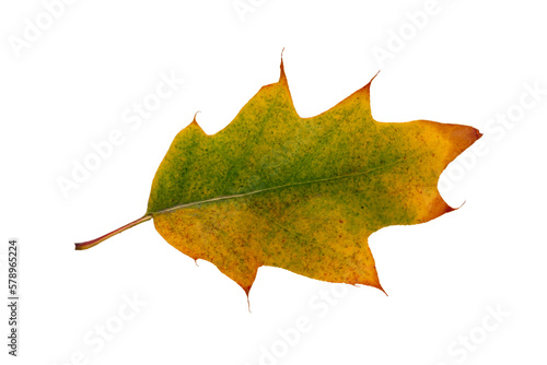 Autumn maple leaf bright on white background.