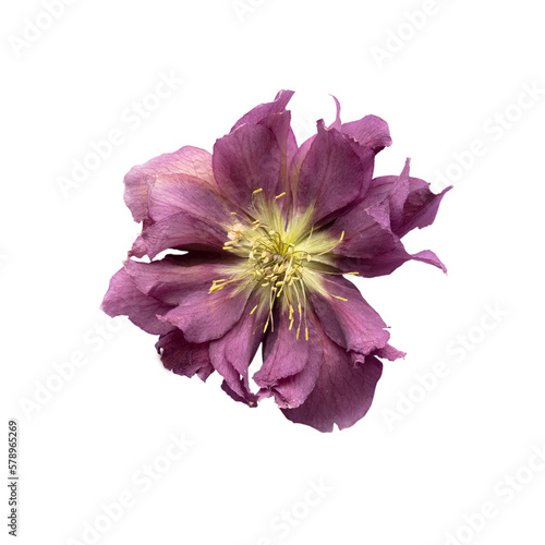 Flowers isolated, on white background, Design element.