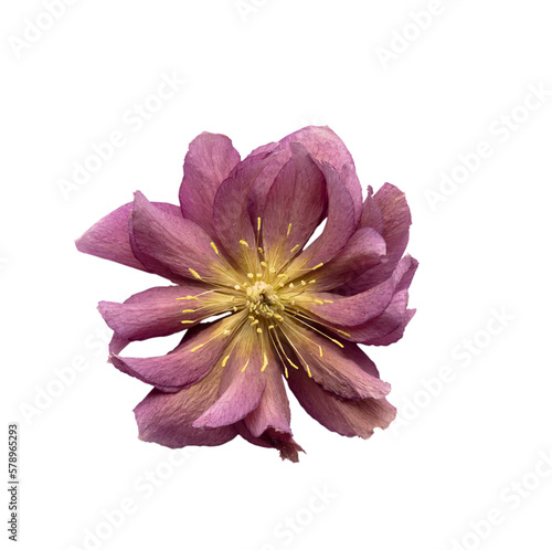 Flowers isolated, on white background, Design element.