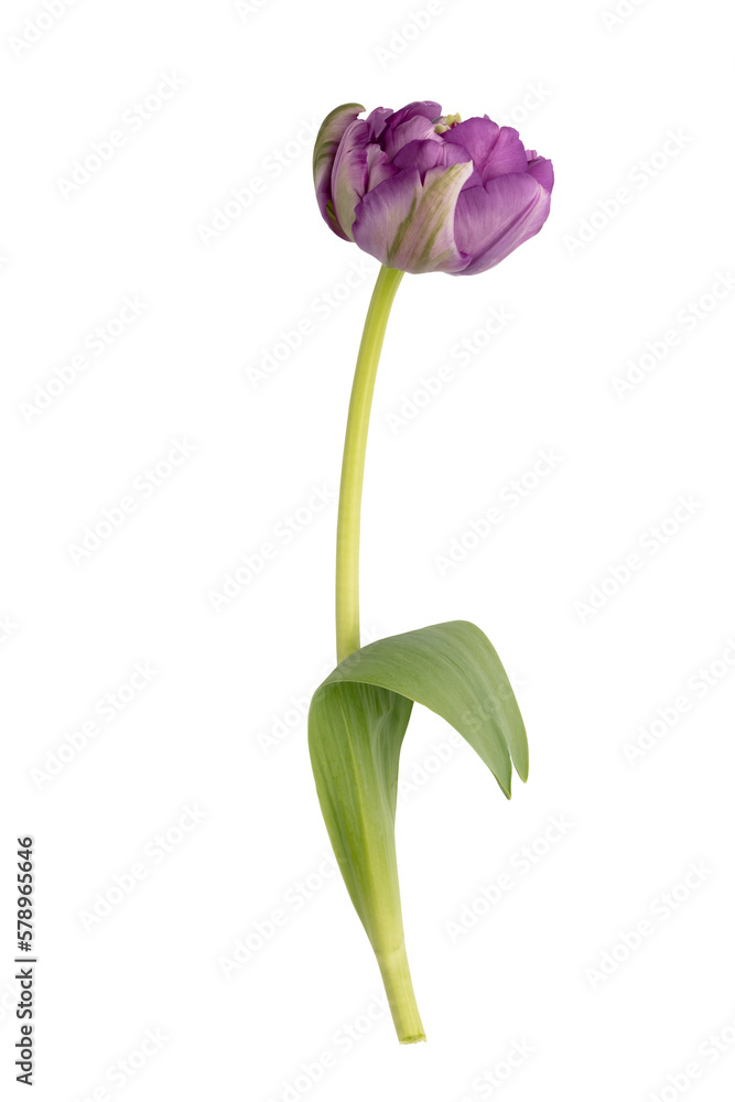 Lilac tulip flowers on white background. Lilac tulip flowers on white background.