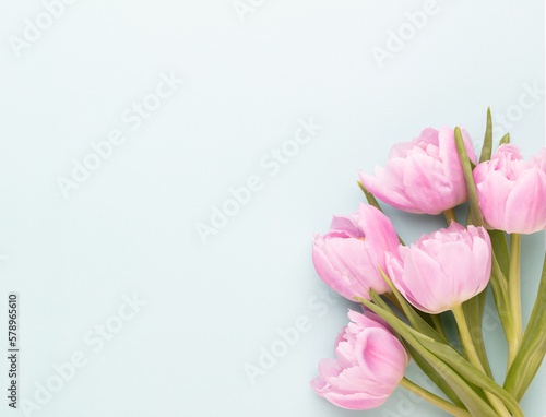 Pink tulip flowers on pastel background.