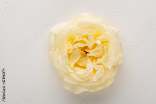 Blurred background with rose. Copy space for your text. Mock up template. Can be used for wallpaper, wedding card.