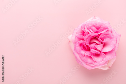 Blurred background with rose. Copy space for your text. Mock up template. Can be used for wallpaper, wedding card.