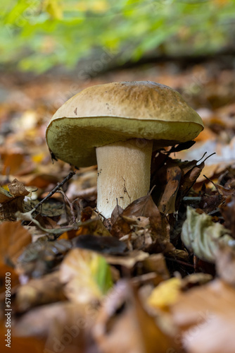 Mushroom in the forest, magic picture macro photo, seasonal landscape spring in the park.