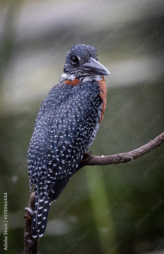 giant kingfisher, (megaceryle maxima) on a branch - Africa's largest kingfisher bird