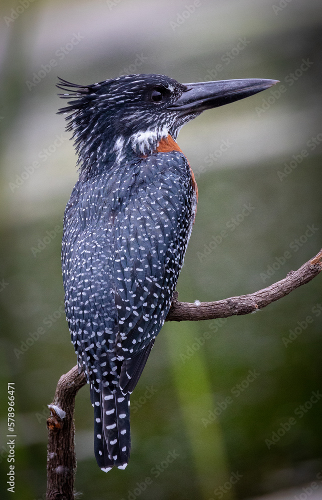 Side view of kingfisher bird on perch