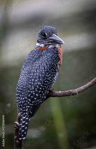 giant kingfisher, (megaceryle maxima) on a branch - Africa's largest kingfisher bird