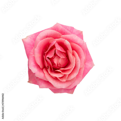 Pink rose isolated on the white background.