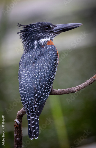Obraz na płótnie Side view of kingfisher bird on perch w salonie