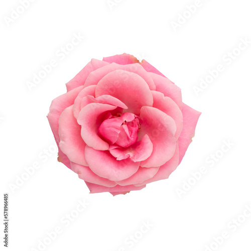 Pink rose isolated on the white background.