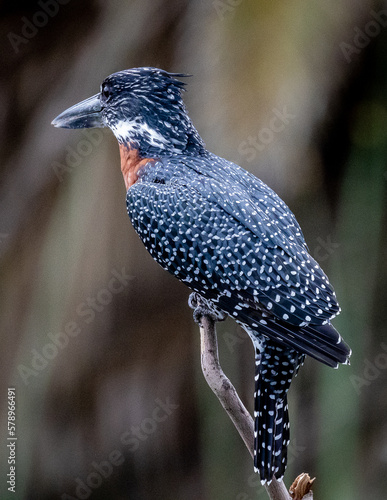 Obraz na płótnie Bird - giant kingfisher on branch w salonie