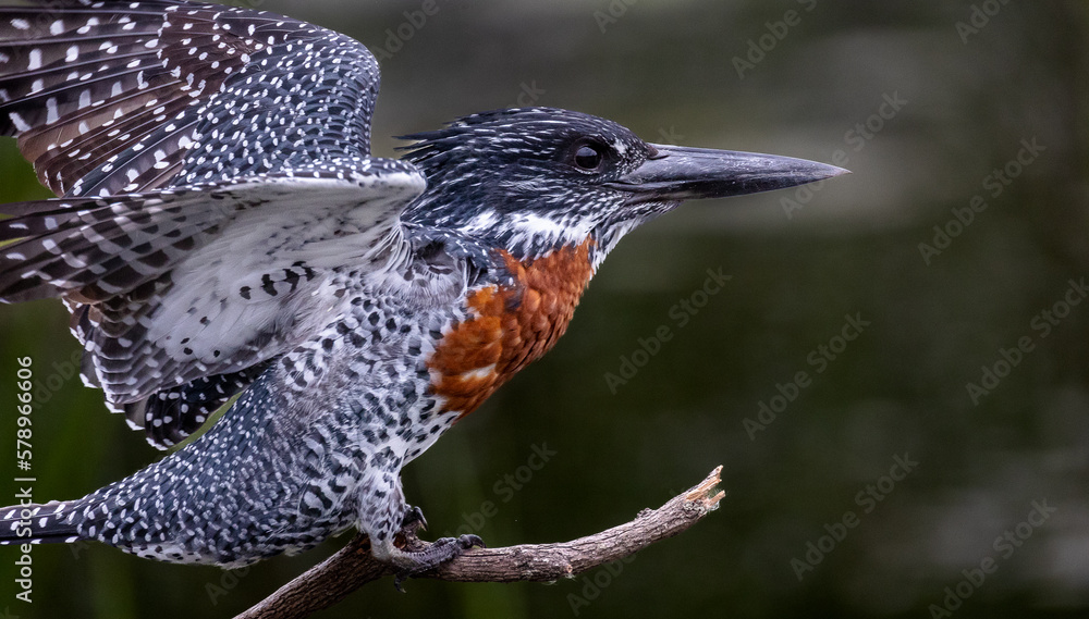 kingfisher flying close up