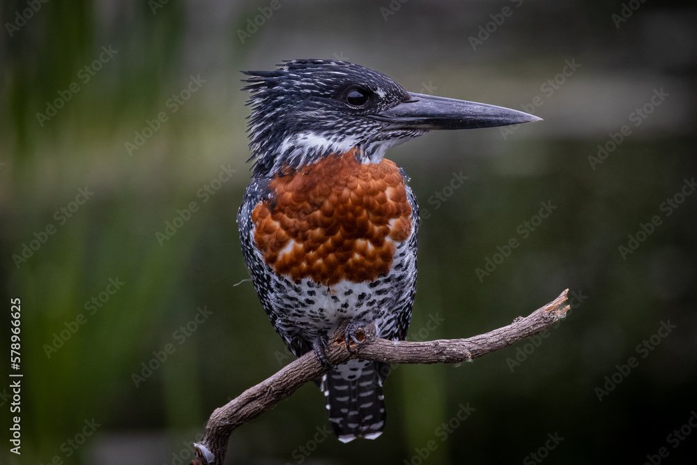 Beautiful bird - giant kingfisher close up