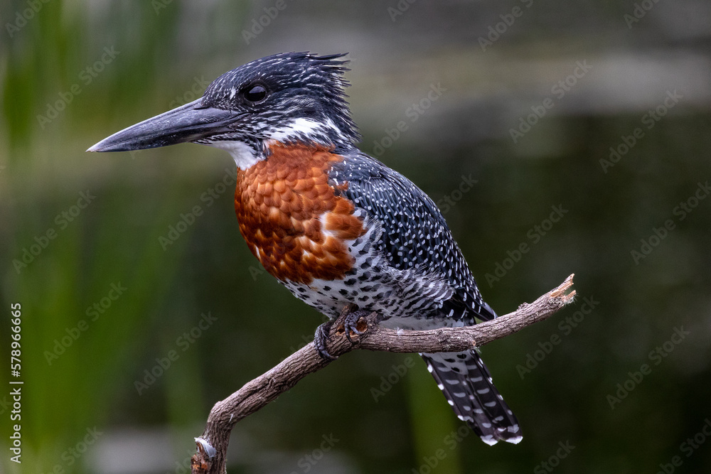 Giant Kingfisher in Africa closeup black, white and dark orange bird