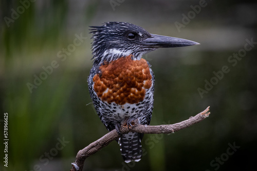 Obraz na płótnie Beautiful bird - giant kingfisher close up w salonie