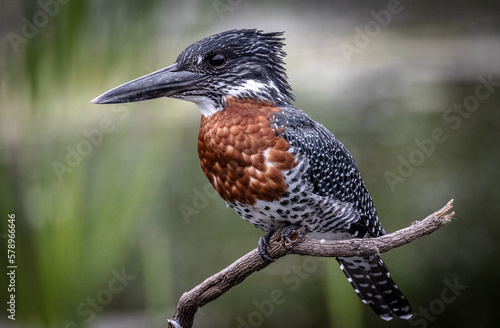 Obraz na płótnie close up of bird called giant kingfisher w salonie