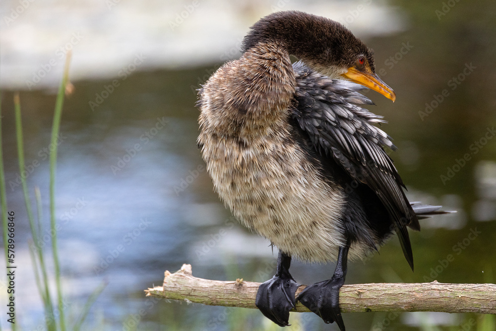 Reed cormorant bird on a branch