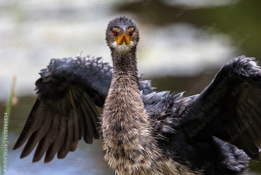 Cute dragon like bird with open wings close up