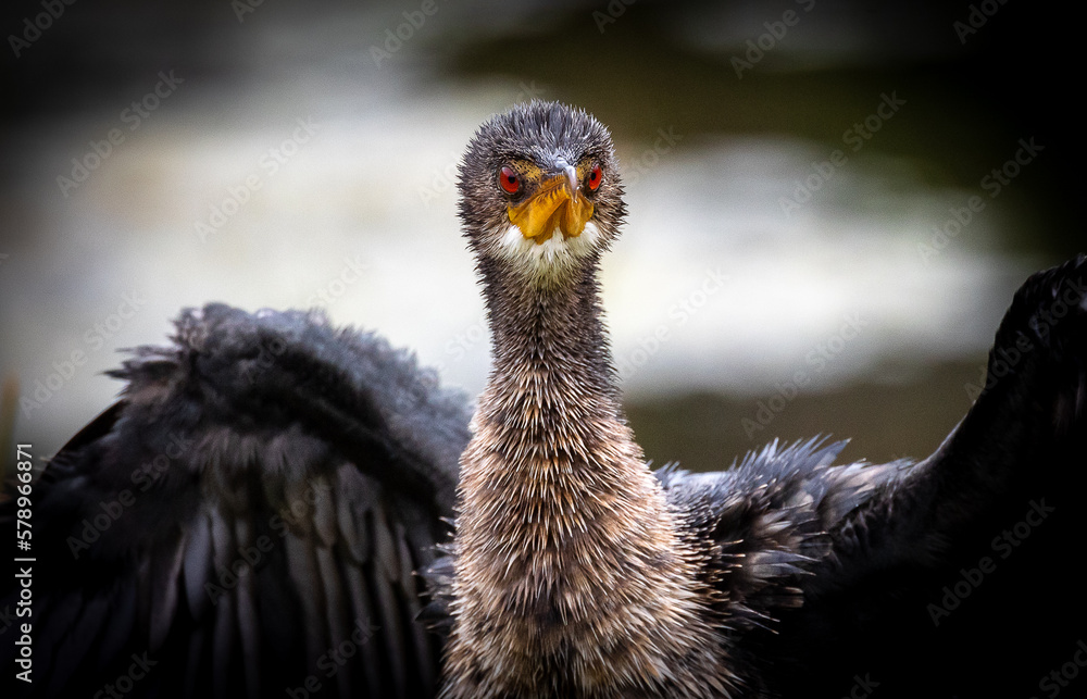 Funny bird close up