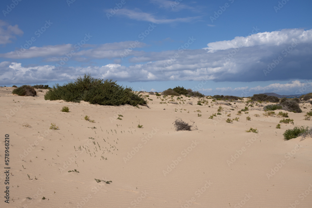 Sand dunes and plants, Corralejo, Fuerteventura
